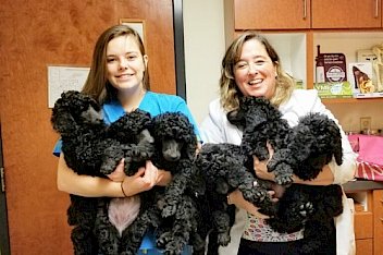 Veterinary careers at Midlothian Animal Clinic